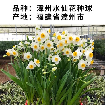 正宗漳州水仙花种球水培花卉水养大盆栽植物冬季花卉40庄
