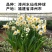 正宗漳州水仙花种球水培花卉水养大盆栽植物冬季花卉40庄
