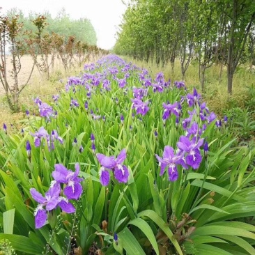 苗圃出售兰花鸢尾，蝴蝶兰，宿根充卉，丛生鸢尾