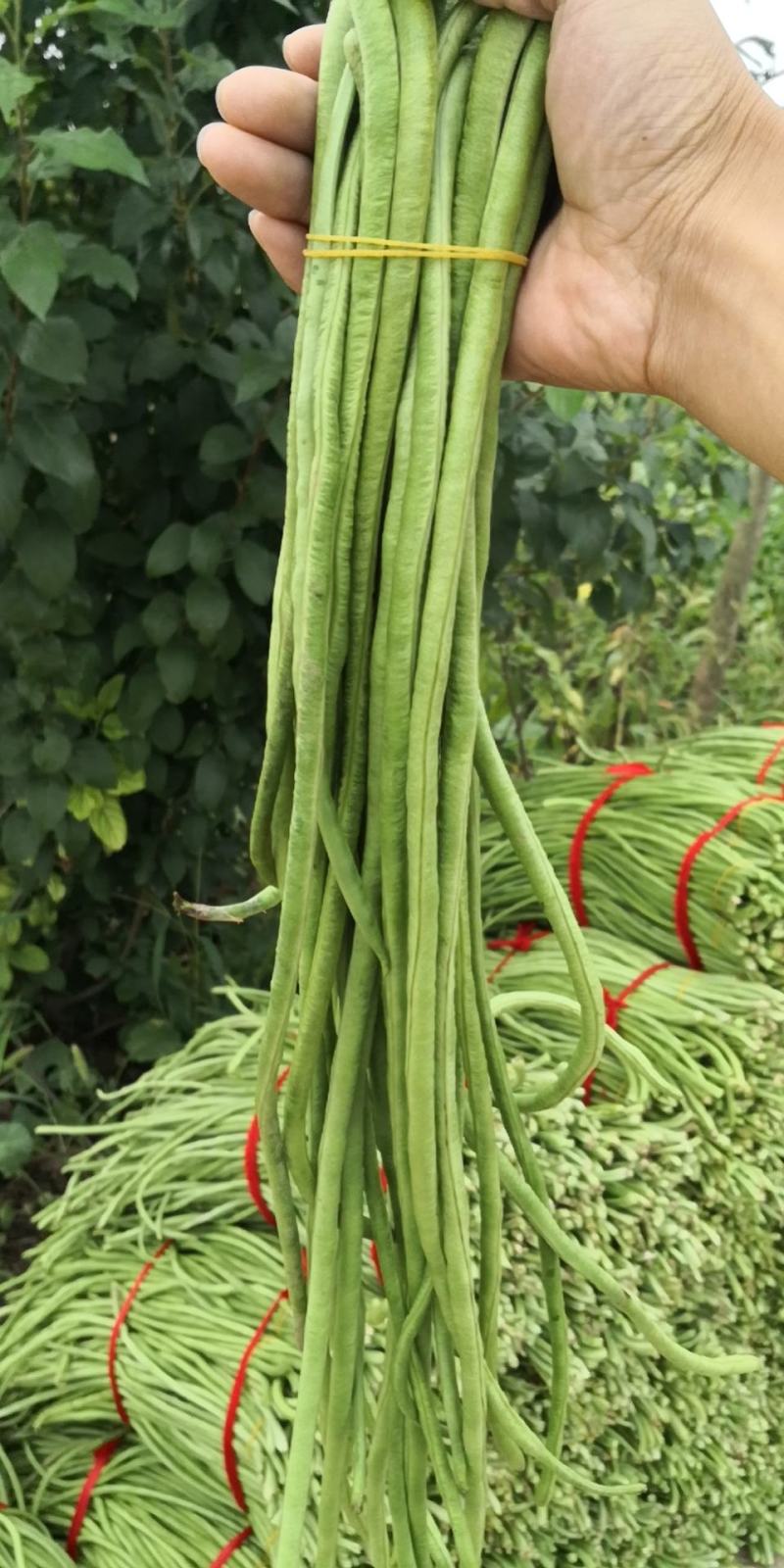 长豆角大量上市秋季豇豆豆角新鲜豆角基地源头豆角