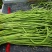 长豆角大量上市秋季豇豆豆角新鲜豆角基地源头豆角