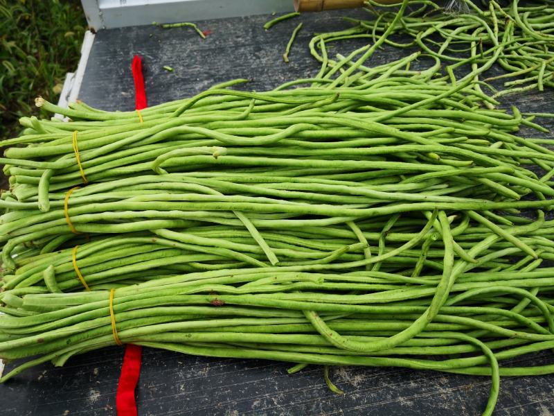 长豆角大量上市秋季豇豆豆角新鲜豆角基地源头豆角