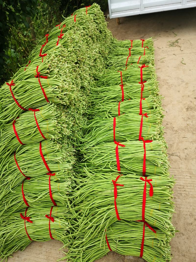 长豆角大量上市秋季豇豆豆角新鲜豆角基地源头豆角