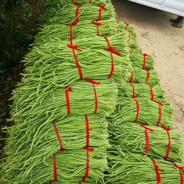 长豆角大量上市秋季豇豆豆角新鲜豆角基地源头豆角