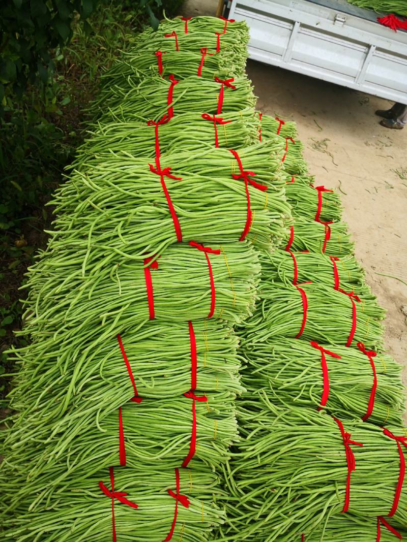长豆角大量上市秋季豇豆豆角新鲜豆角基地源头豆角