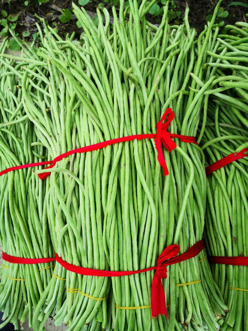 长豆角大量上市秋季豇豆豆角新鲜豆角基地源头豆角