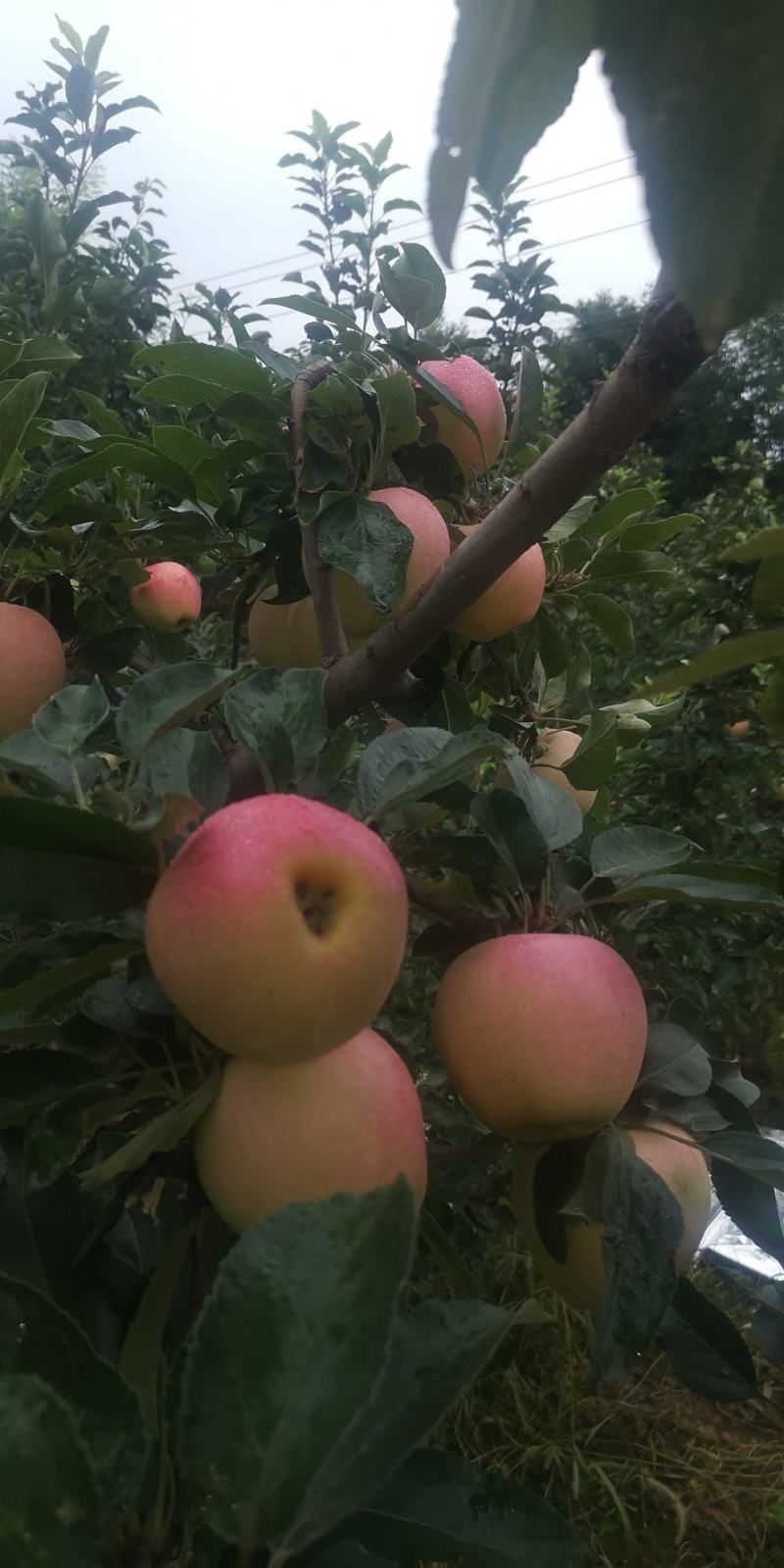 陕西礼泉优质早熟苹果，纸代嘎啦苹果大量上市，