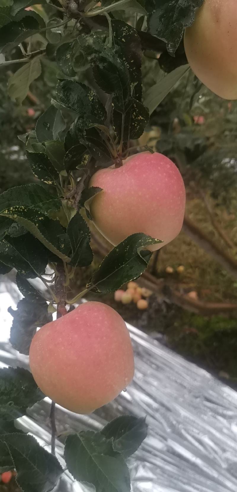 陕西礼泉优质早熟苹果，纸代嘎啦苹果大量上市，
