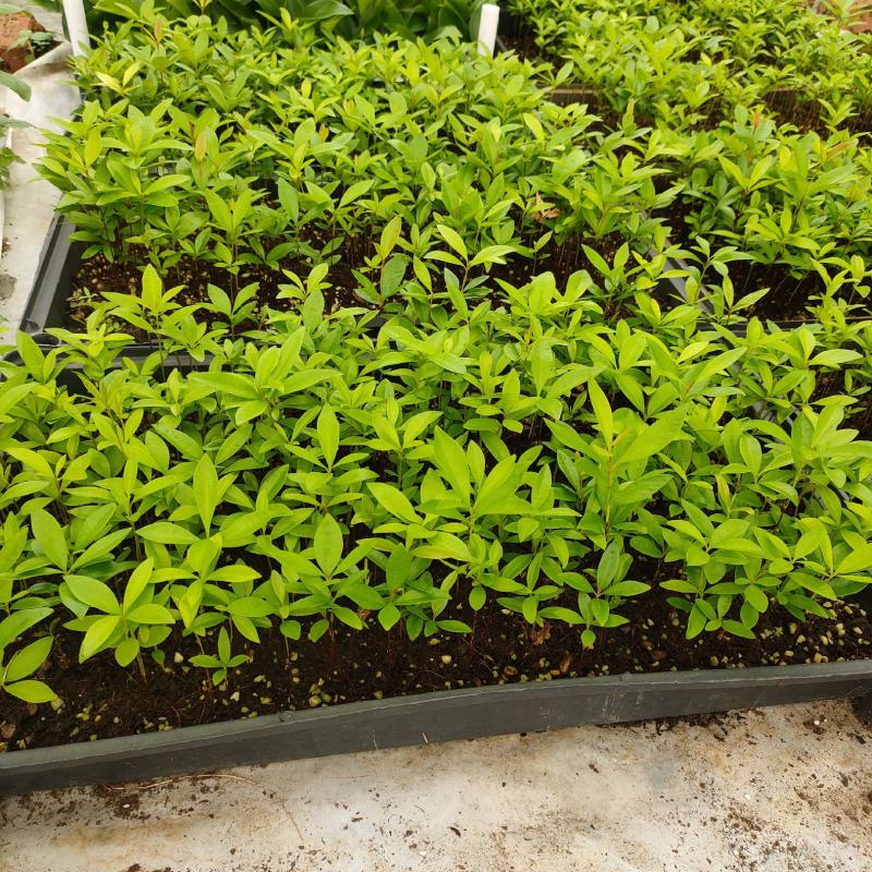 巴西甜樱桃苗筛盘苗盆栽果树苗南北方可种植好养
