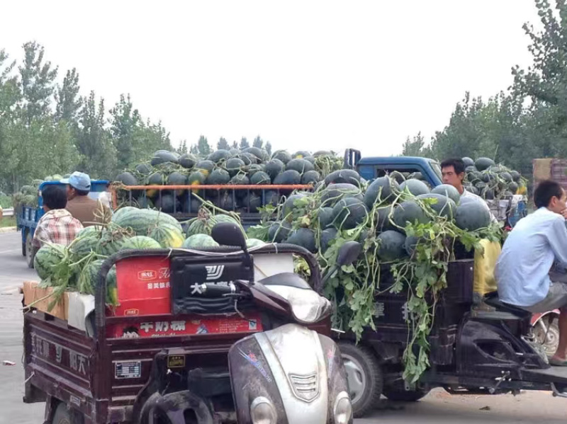 蜜童西瓜大量供货，价格低质量好，保熟保甜