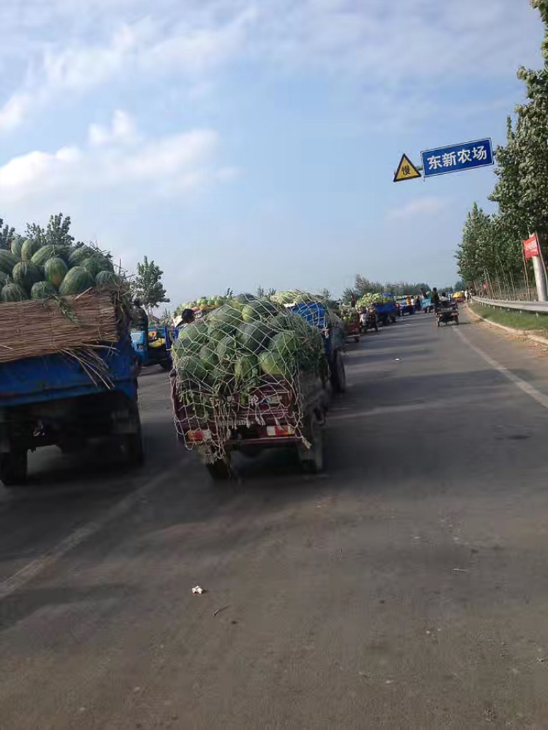 蜜童西瓜大量供货，价格低质量好，保熟保甜