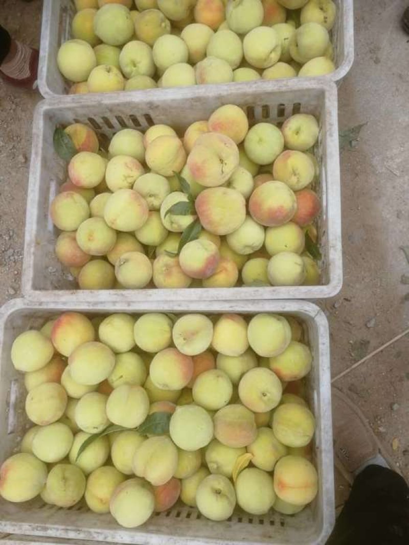 【优质毛桃】山东毛桃产地直销**罐头加工厂欢迎咨询
