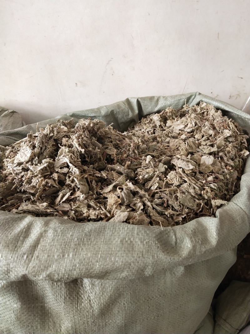 寻骨风产地直销，量大优惠