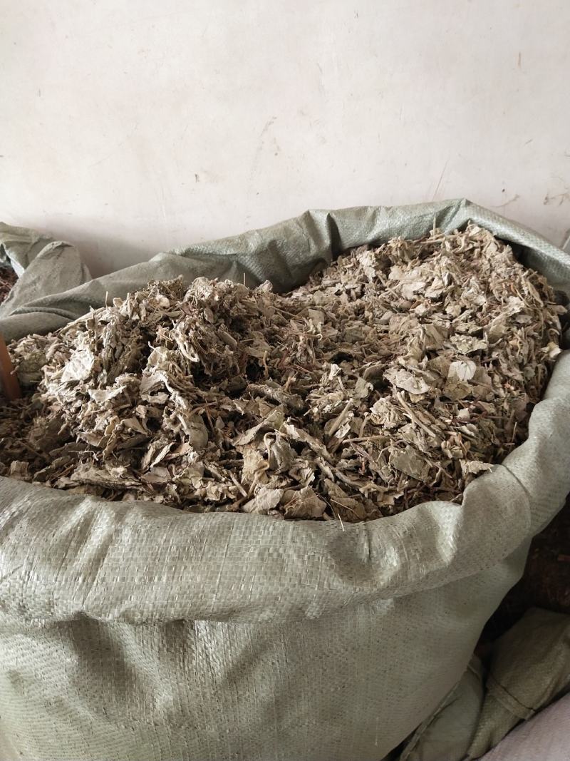 寻骨风产地直销，量大优惠