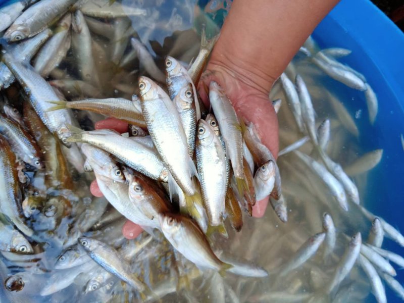 桃花鱼小嘴马口鱼冷水鱼大量出货