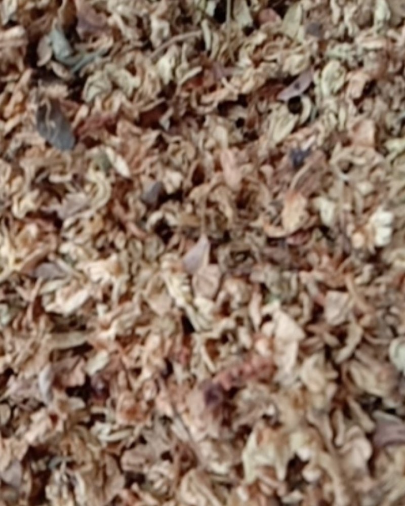 槐花，常年批发供应冷背中药材槐花，量大从优