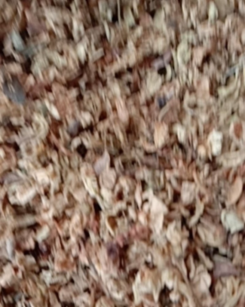 槐花，常年批发供应冷背中药材槐花，量大从优