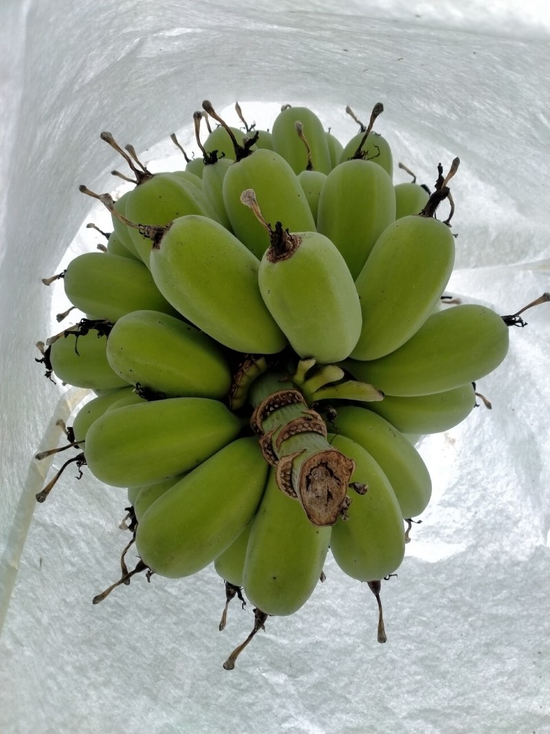 广东阻江恩平优质苹果蕉