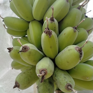 广东阻江恩平优质苹果蕉