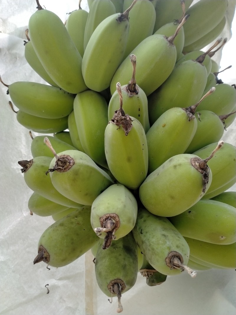 广东阻江恩平优质苹果蕉