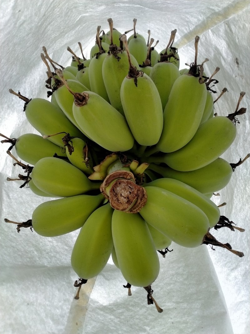 广东阻江恩平优质苹果蕉