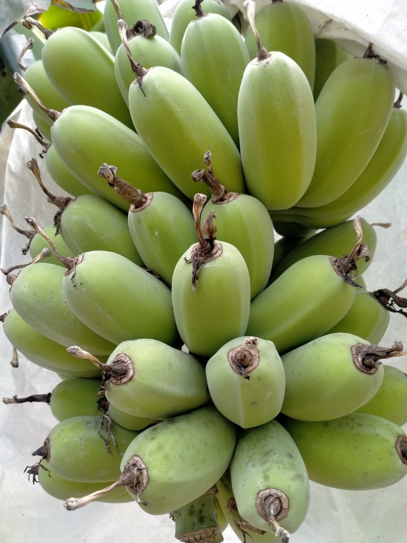 广东阻江恩平优质苹果蕉