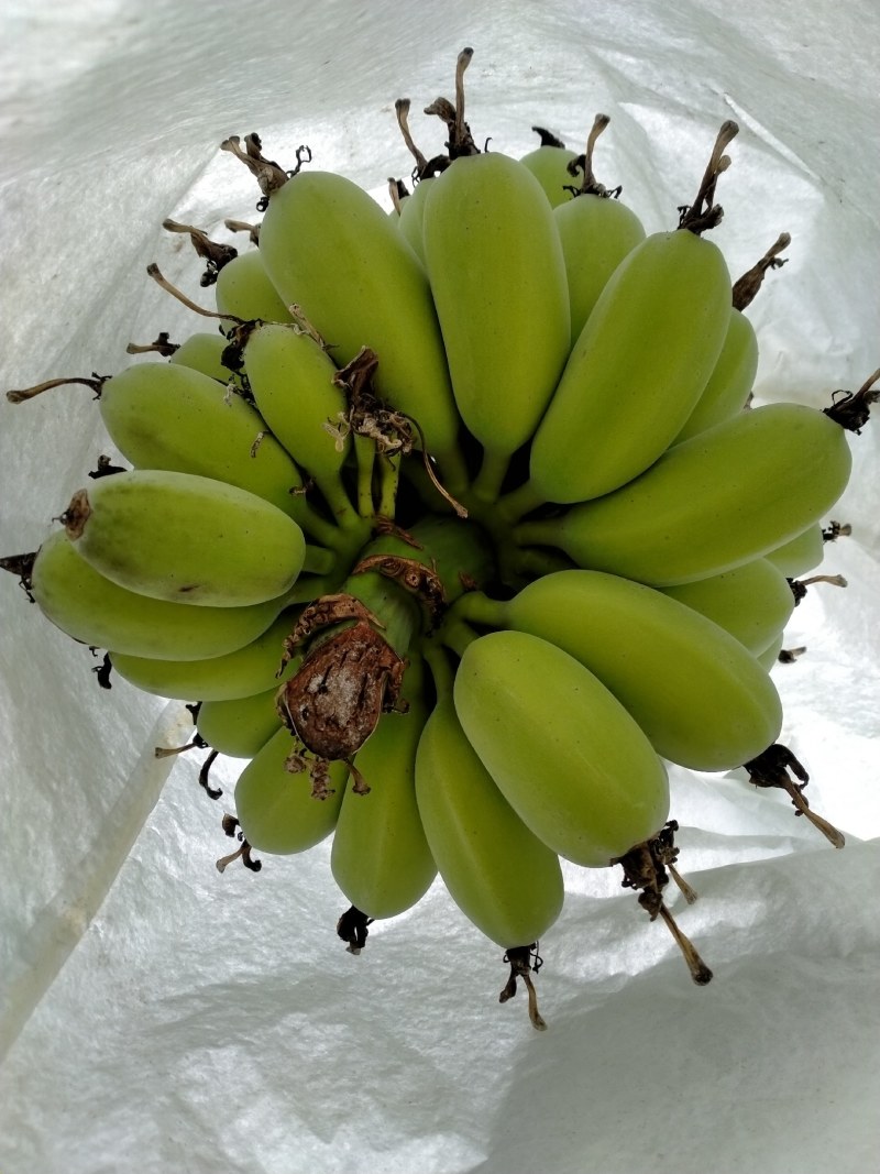 广东阻江恩平优质苹果蕉