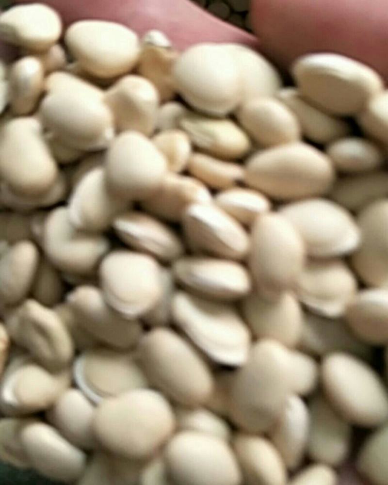 白扁豆，常年批发供应药食两用白扁豆