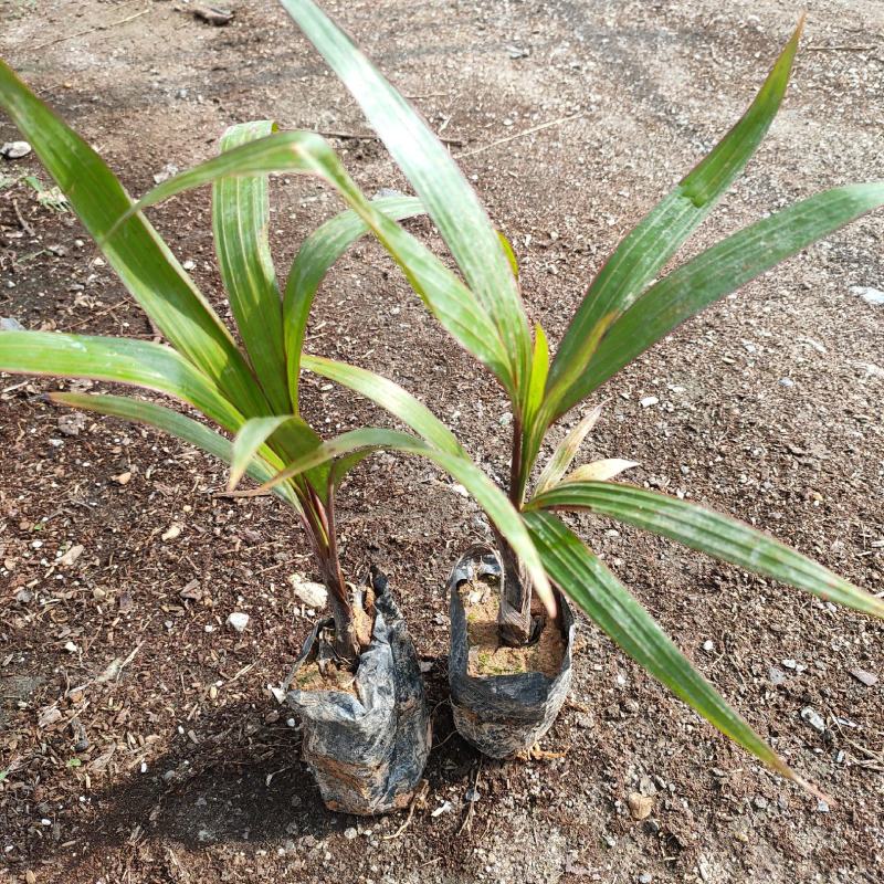 酒瓶椰子苗酒瓶椰庭院四季常青观叶观型棕榈科植物