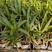 酒瓶椰子苗酒瓶椰庭院四季常青观叶观型棕榈科植物