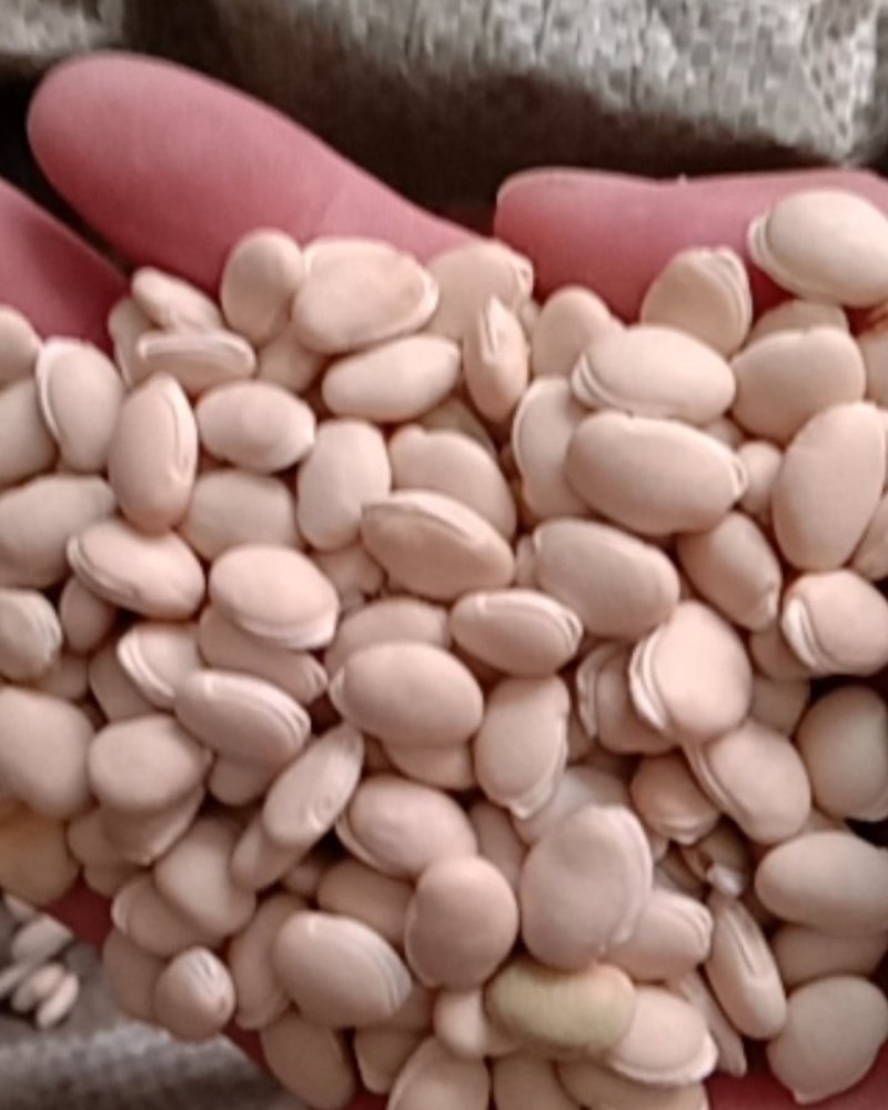 白扁豆，常年批发供应中药材，白扁豆，扁豆
