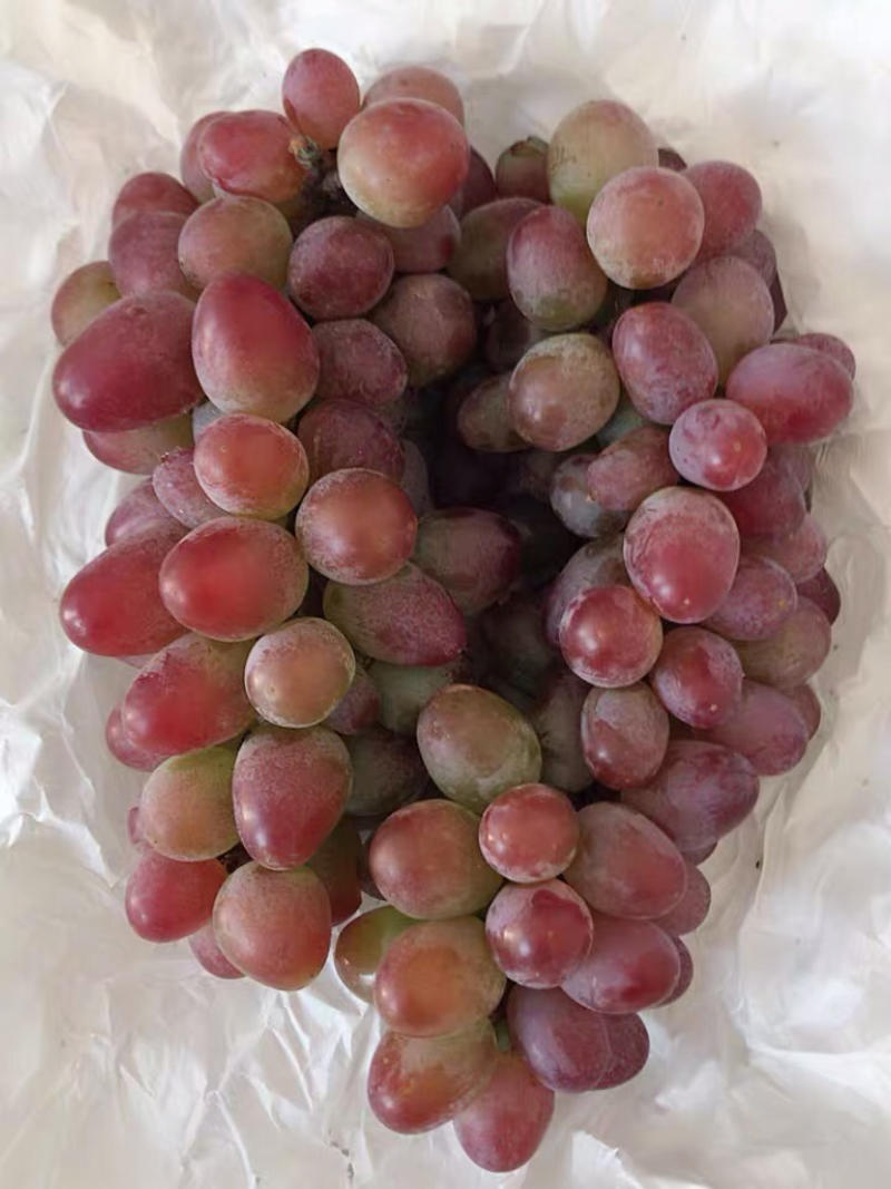 精品“郁金香”葡萄，产地直供，价格优惠，超市直供
