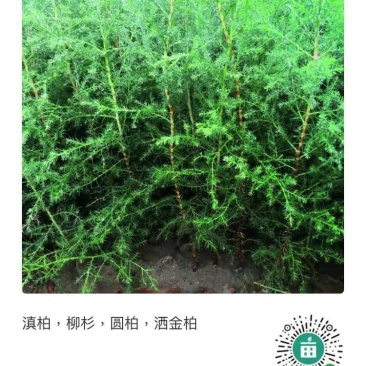 滇柏，圆柏，墨西哥柏，洒金柏