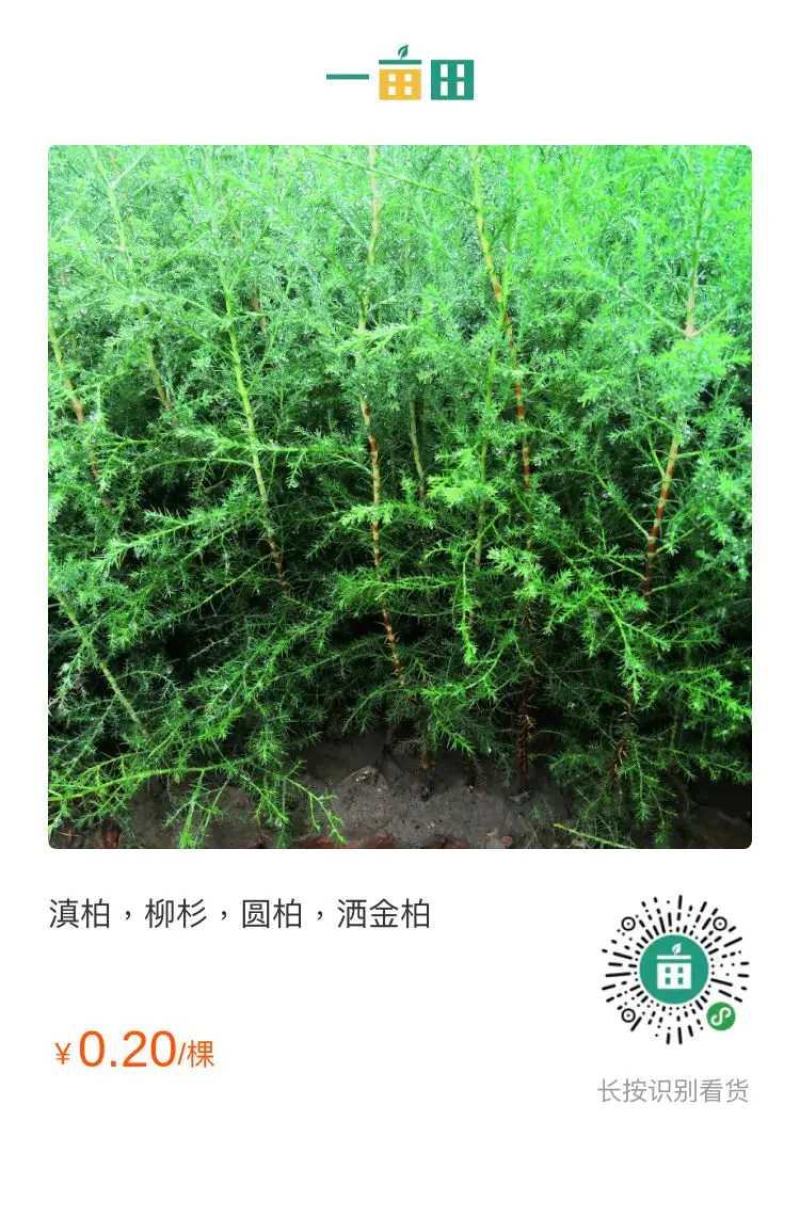 滇柏，圆柏，墨西哥柏，洒金柏