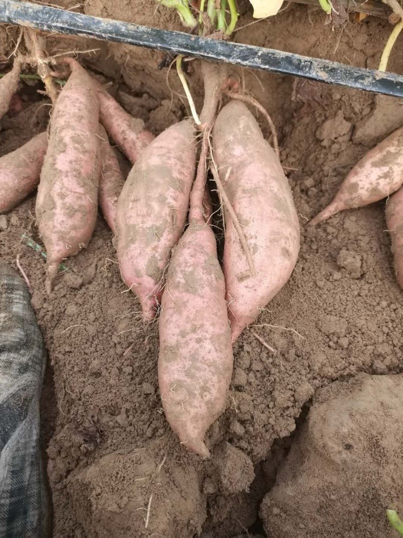 纯沙地植块型好大量供应商超市场电商商薯19