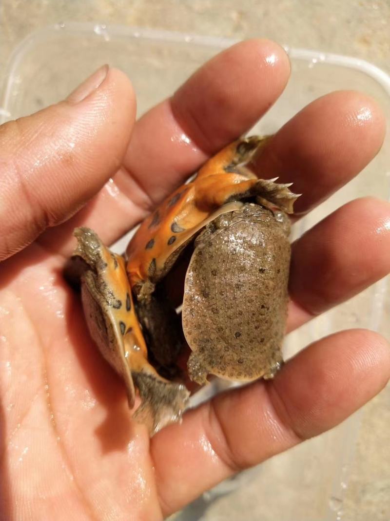 【甲鱼苗】黄沙水鱼苗，，杂交甲鱼苗，杂交甲鱼苗，场地直供