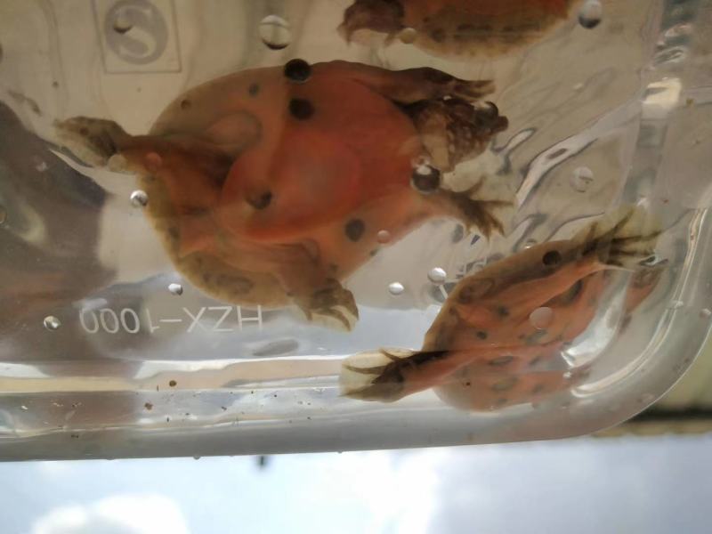【甲鱼苗】黄沙水鱼苗，，杂交甲鱼苗，杂交甲鱼苗，场地直供