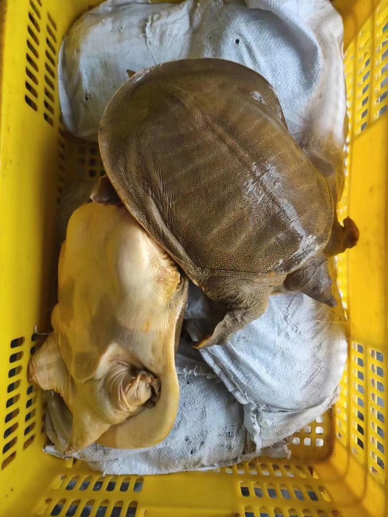 【甲鱼苗】黄沙水鱼苗，，杂交甲鱼苗，杂交甲鱼苗，场地直供