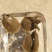 【甲鱼苗】黄沙水鱼苗，，杂交甲鱼苗，杂交甲鱼苗，场地直供