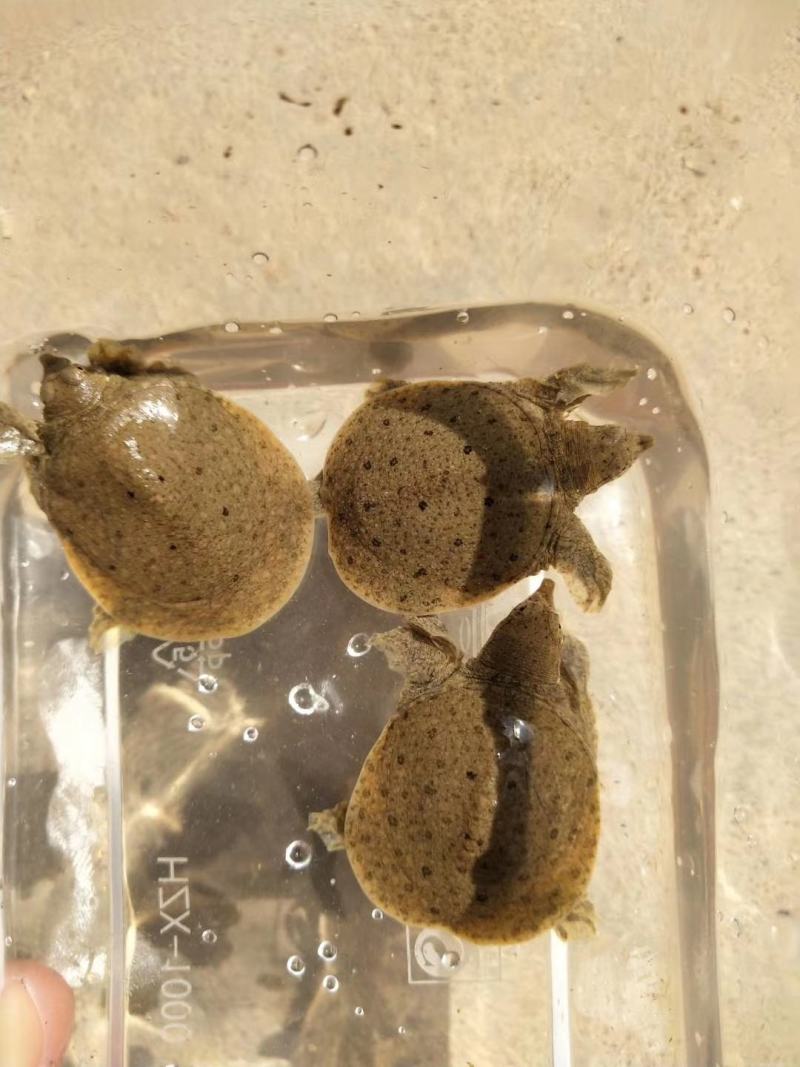 【甲鱼苗】黄沙水鱼苗，，杂交甲鱼苗，杂交甲鱼苗，场地直供