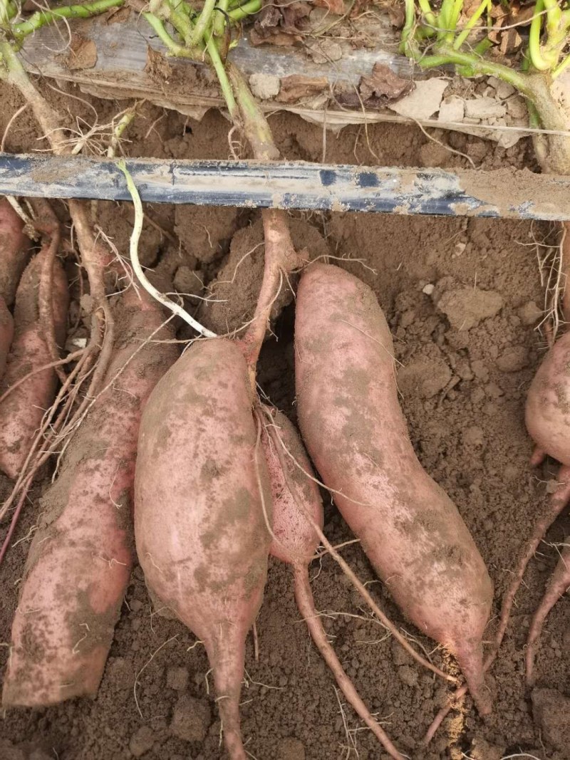 纯沙地植块型好大量供应商超市场电商商薯19