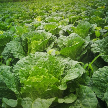 大白菜，成菜四吨（能够装车菜）