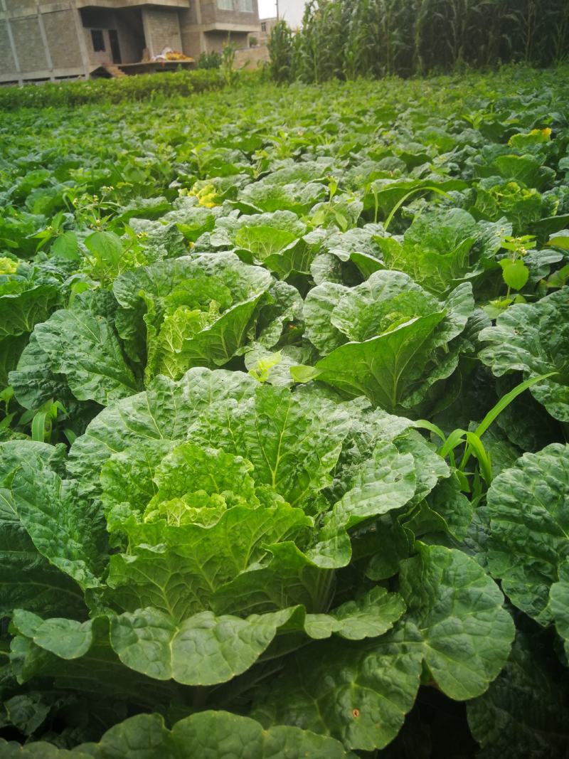 大白菜，成菜四吨（能够装车菜）