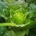 大白菜，成菜四吨（能够装车菜）