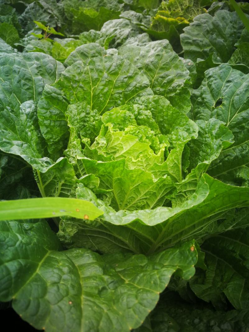 大白菜，成菜四吨（能够装车菜）