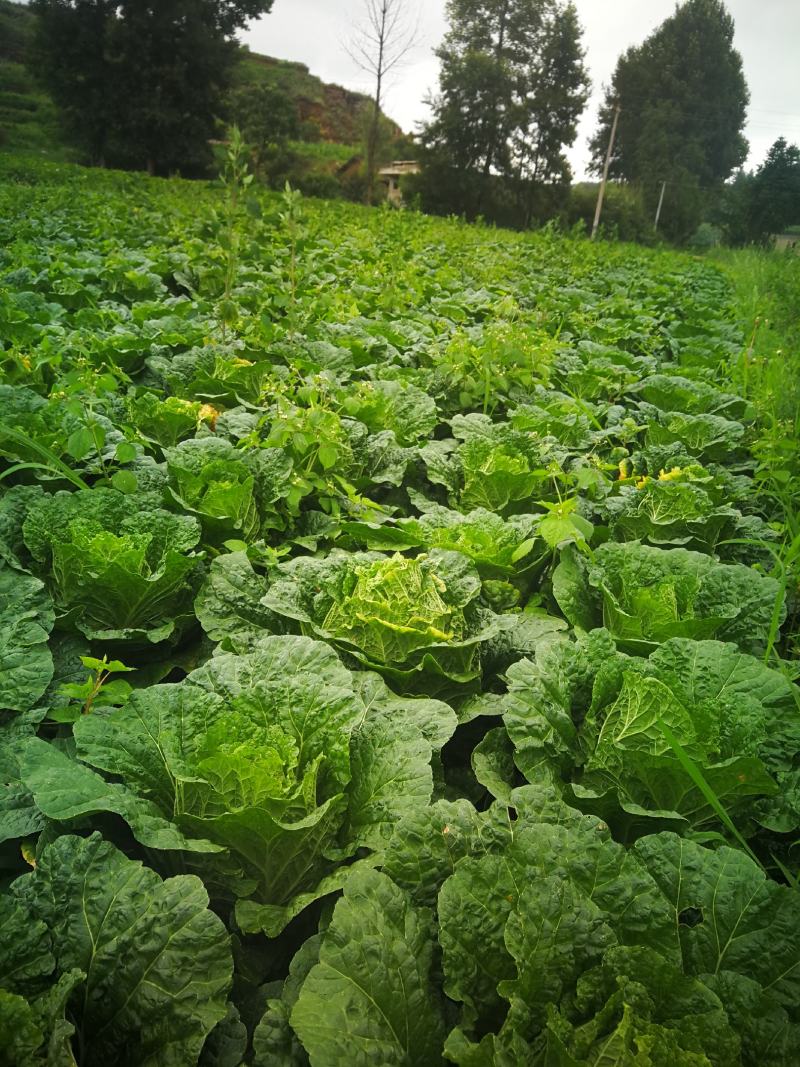 大白菜，成菜四吨（能够装车菜）