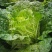 大白菜，成菜四吨（能够装车菜）