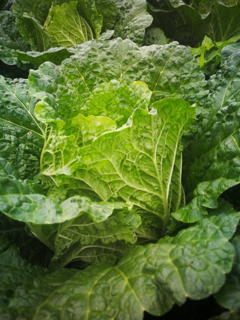 大白菜，成菜四吨（能够装车菜）