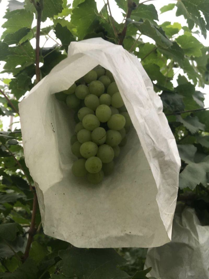 河北晋州【去皮百分之十】维多利亚葡萄商超精品