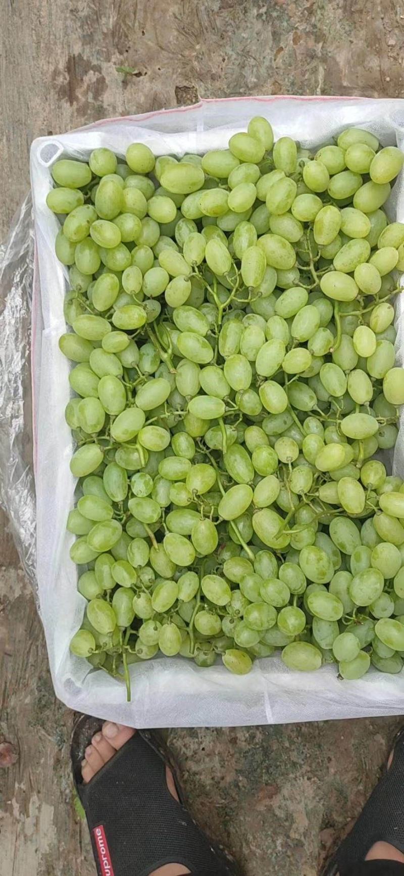 河北晋州【去皮百分之十】维多利亚葡萄商超精品